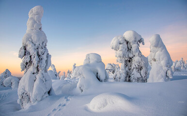 Fototapeta na wymiar Arctic landscape with frozen trees in Lapland Finland