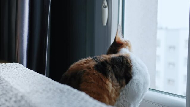 Back view of calico Devon Rex cat looking outside through the window . High quality 4k footage