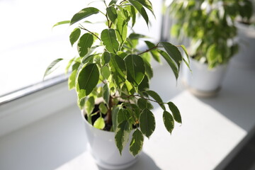 Ficus Benjamin in the pot standing in the window seal. Natural air purifier.Houseplant portrait. Ficus tree. Fresh air. Plants in a pot.