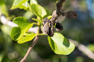 Fig flower tree disease. Dried small brown fig