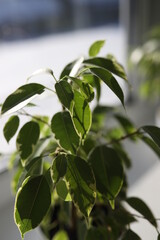 Obraz premium Ficus Benjamin in the pot standing in the window seal. Natural air purifier.Houseplant portrait. Ficus tree. Fresh air. Ficus leaves close up.