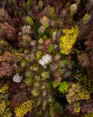 Ein Wald im Frühling aus der Vogelperspetive. Bäume voll mit frischen, junge Blättern und weissen Blüten.