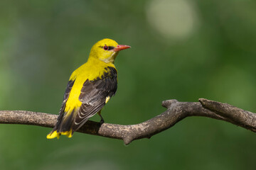 Eurasian Golden oriole on a tree branch