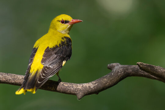 Eurasian Golden oriole on a tree branch