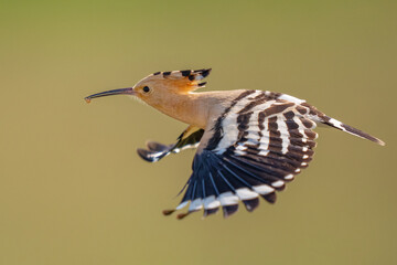 Eurasian Hoopoe in flight © Staffan Widstrand