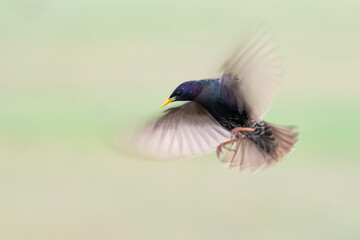 European starling in flight