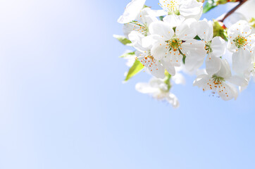 White cherry flowers on a branch against a blue sky in the sun. Spring flowering. copy space.