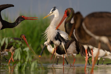 Black stork fighting with Grey heron