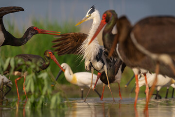 Black stork fighting with Grey heron