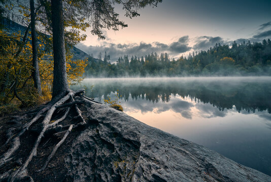 Verwurzelt am Crestasee. Malerische Morgenstimmung mit leichtem Nebel über dem Wasser. Die Baumwurzeln führen den Blick zum leichtem Morgenrot am Horizont.
