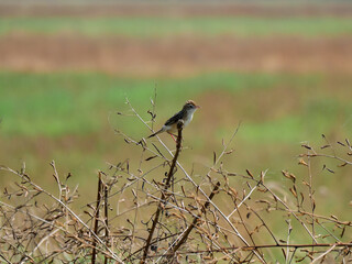 a small bird perched on a dry branch