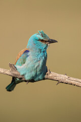 Eurasian roller on a tree branch