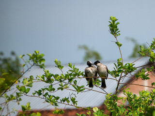 bird on a tree