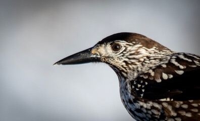 Nuthatch (portrait)