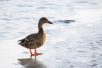 Mallard (female)