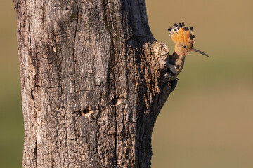Eurasian Hoopoe © Staffan Widstrand