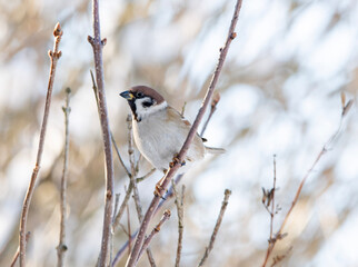 Tree sparrow