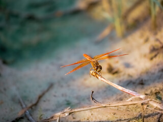 dragonfly on a branch