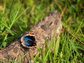 butterfly on a grass