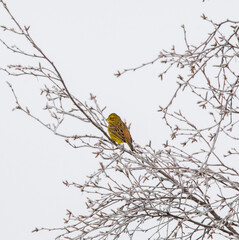 Yellowhammer on a branch