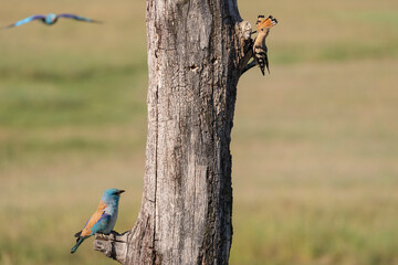Eurasian Hoopoe by its nest in a tree © Staffan Widstrand