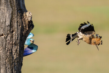 Eurasian Hoopoe by its tree nest © Staffan Widstrand