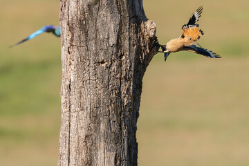 Eurasian Hoopoe by its tree nest © Staffan Widstrand