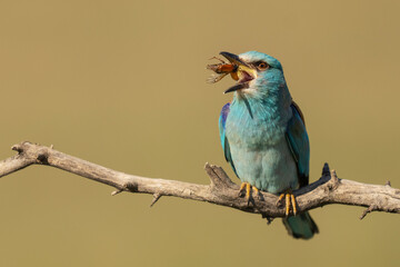 Eurasian roller catch a Hoopoe chick