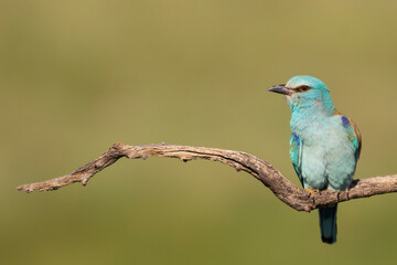 Eurasian roller catch a Hoopoe chick