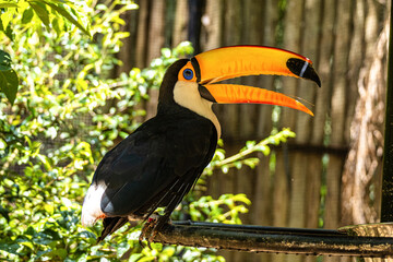 Toco toucan at the Bird Park Parque Das Aves in Foz do Iguacu, near the famous Iguacu Falls in Brazil.