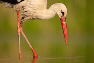 European White stork close up