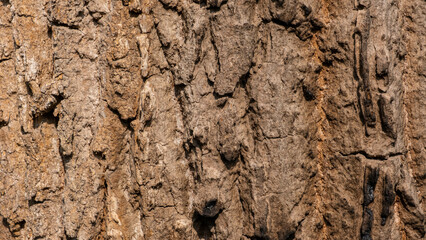 Tree bark background. texture. Old Wood Tree Texture Background Pattern. Embossed texture of the bark of oak. Panoramic photo of the oak texture.