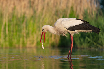 European White stork in the water