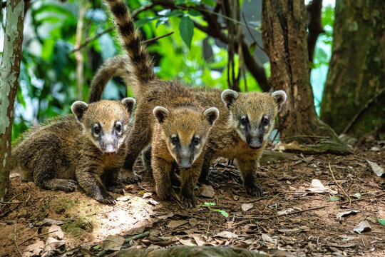 South American Coati, Ring-tailed Coati, Nasua nasua at Iguazu Falls, Puerto Iguazu, Argentina