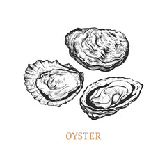 Oyster hand drawing. Oyster vector illustration 