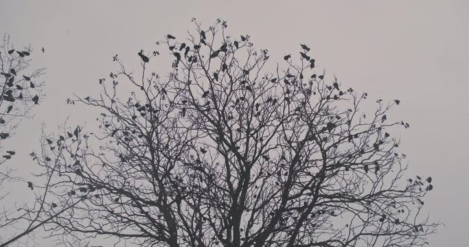 Flock of birds sits on the bare branches of a tree in winter. Gray sky, sad, depression, snow is falling. Black crows wait out the winter.