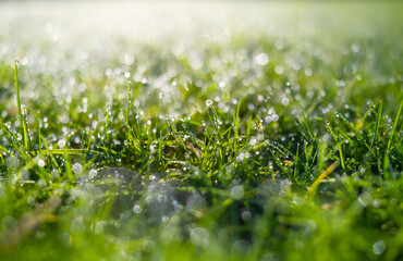 Dew on the grass at dawn. Bright sunshine and.fresh plants. Image for background and wallpaper....