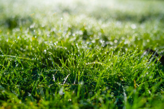 Dew on the grass at dawn. Bright sunshine and.fresh plants. Image for background and wallpaper. Flora. Bokeh.