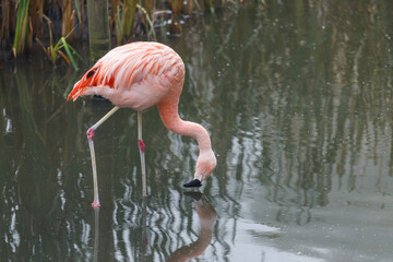 Pink flamingo in water (flamengo).  Pretty wading bird. Chilean flamingo (Phoenicopterus ruber) - obrazy, fototapety, plakaty