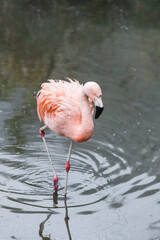 Pink flamingo in water (flamengo).  Pretty wading bird. Chilean flamingo (Phoenicopterus ruber) - obrazy, fototapety, plakaty