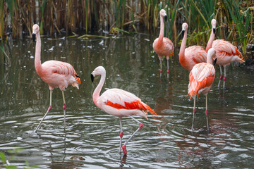 Fototapeta na wymiar Pink flamingo in water (flamengo). Pretty wading bird. Chilean flamingo (Phoenicopterus ruber)