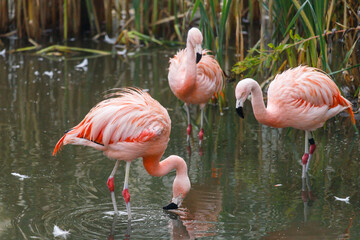 Pink flamingo in water (flamengo).  Pretty wading bird. Chilean flamingo (Phoenicopterus ruber)