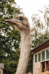 animals, brown ostriches, ostrich farm