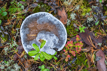 Fungus in the forest