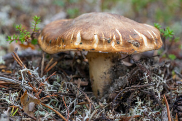 Fungus in the forest