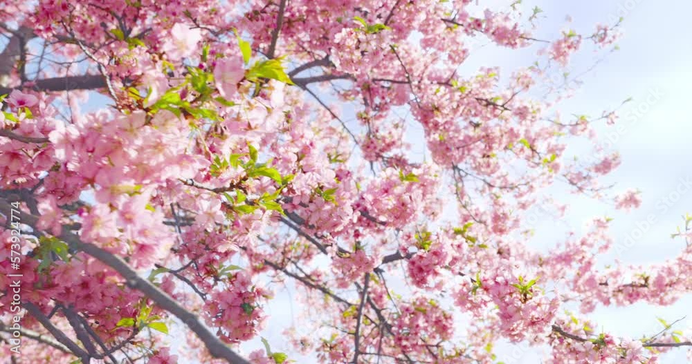 Wall mural Spring pastel blooming flower in orchard