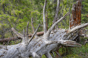 Dead trunk in old growth Boreal Taiga forest