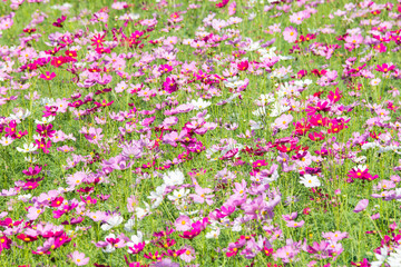 pink flowers in the field