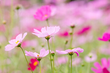 Fototapeta na wymiar pink cosmos flowers
