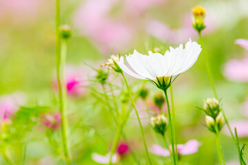 flowers in the grass